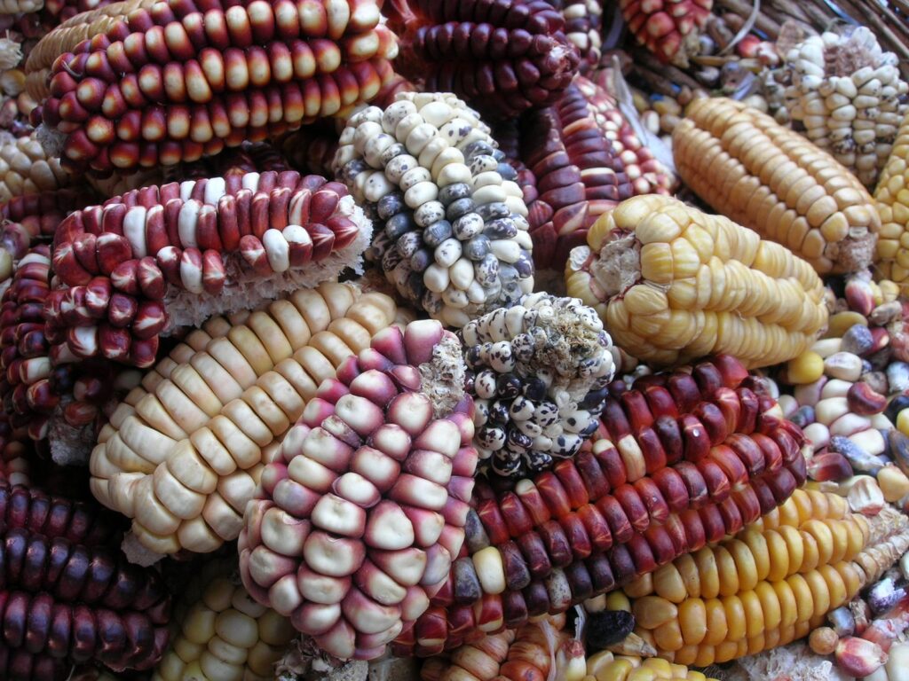 XI Congreso Latinoamericano de Agroecología. Créditos: Sociedad Científica Chilena de Agroecología (SOCLA)