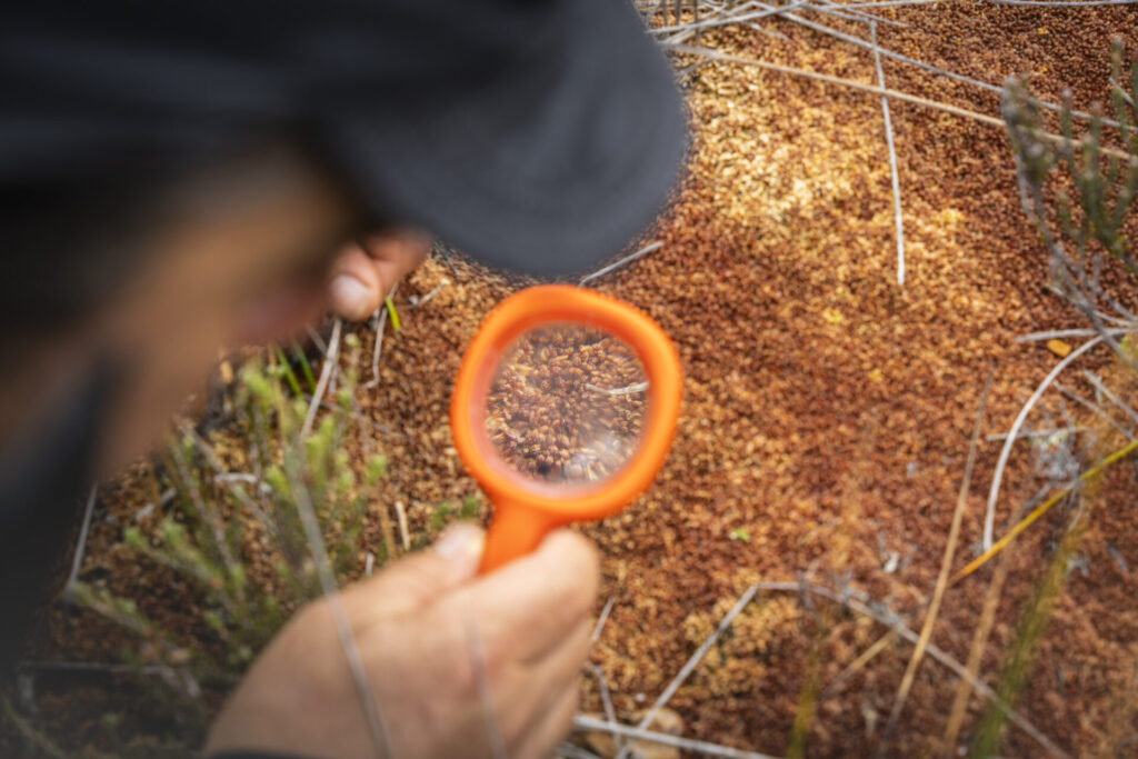 Turberas de Cabo Froward almacenan hasta 3 veces más carbono que los bosques del sector. Créditos (CC-BY): Eduardo Hernández.