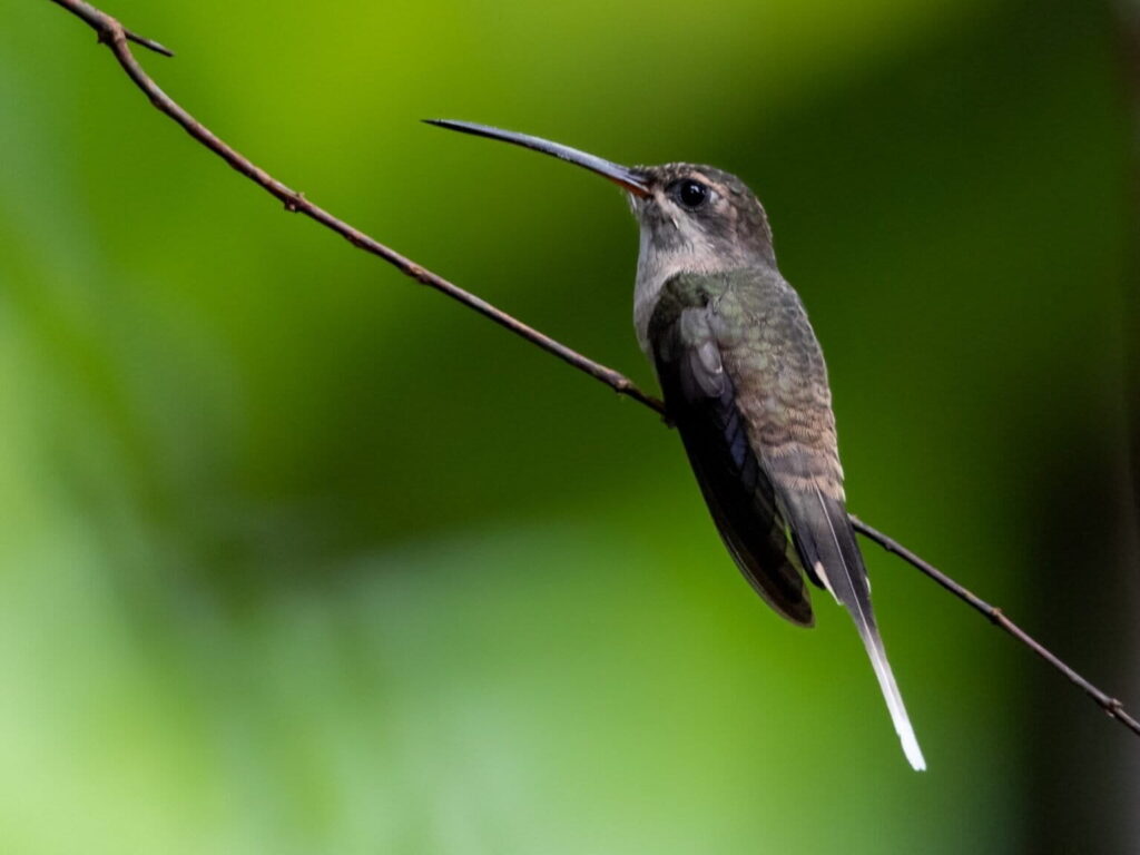 El estudio indicó una disminución en las poblaciones de aves especialistas, aquellas que se alimentan de una planta específica, como el ermitaño colilargo (Phaethornis superciliosus). Créditos: Héctor Bottai vía Wikimedia Commons (CC BY-SA 4.0)