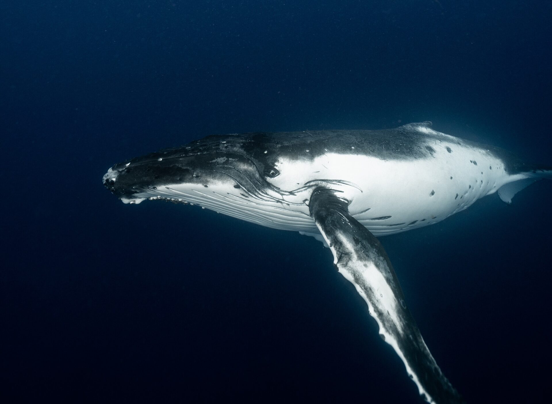 El océano no se queda quieto: por qué proteger el 30 % no basta para salvar a la megafauna marina.