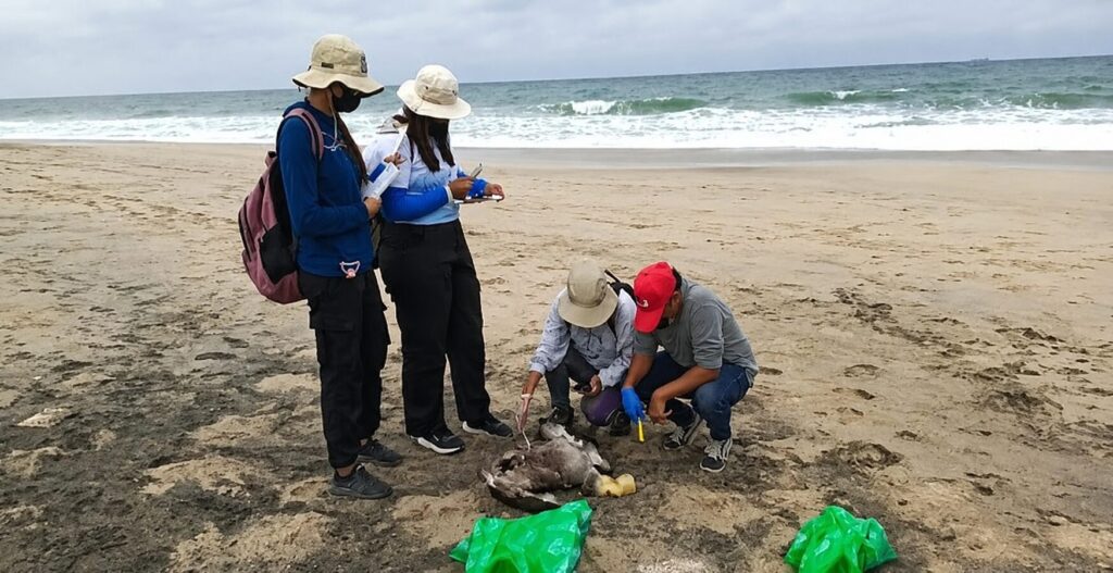 Expertos de la fundación Aves y Conservación levantan un cadáver de albatros de Galápagos en la costa continental de Ecuador, en 2023. Créditos: cortesía Gustavo Tigrero