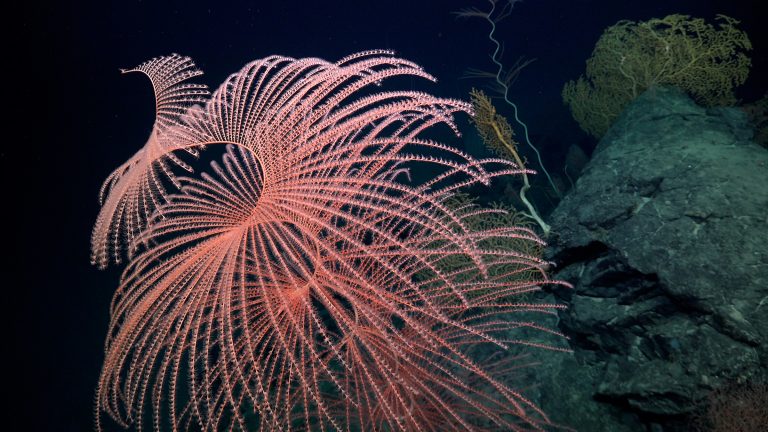 Este conjunto de corales incluye un llamativo ejemplar de Iridogorgia. Estos octocorales de aguas profundas suelen denominarse “corales de fuegos artificiales” debido a sus tallos altos y espirales. El conjunto fue documentado a una profundidad de 2.010 metros (1,25 millas) bajo la superficie del océano. El área explorada por el equipo se encuentra en alta mar, fuera de toda jurisdicción nacional. Esta es una de las varias expediciones que el Schmidt Ocean Institute ha realizado en aguas internacionales desde la entrada en vigor, en enero de 2026, del Acuerdo relativo a la Diversidad Biológica Marina de las Zonas Situadas Fuera de la Jurisdicción Nacional (Acuerdo BBNJ). Créditos: ROV SuBastian, Schmidt Ocean Institute.