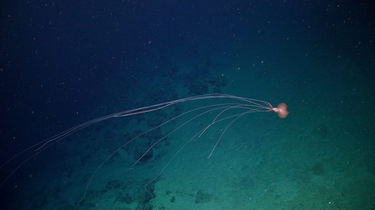 Durante una de las inmersiones, el equipo observó dos escurridizos calamares de aletas grandes (Magnapinna sp.), considerados los calamares de hábitat más profundo conocidos y caracterizados por sus tentáculos filiformes, que pueden alcanzar hasta ocho metros (26 pies) de longitud. Este ejemplar fue observado aproximadamente a 3.634 metros (2,26 millas) bajo la superficie del océano. Créditos: ROV SuBastian, Schmidt Ocean Institute.