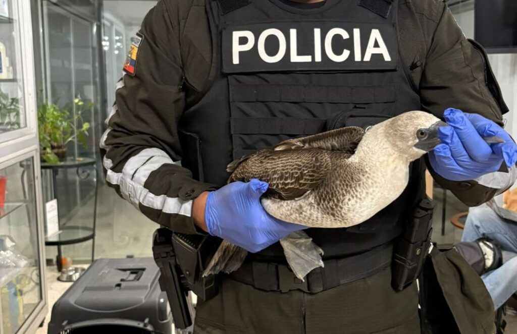 Un piquero peruano rescatado por la Policía Nacional de Ecuador llega a la clínica veterinaria Mansión Mascota. Créditos: cortesía Eliana Molineros