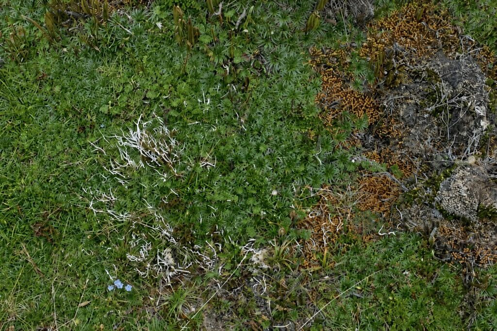 Bosque de polylepis, en el páramo ecuatoriano. Créditos: Coraima Torres