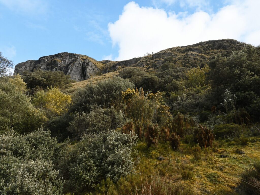 El páramo es un ecosistema único que se encuentra en grave peligro por la amenaza minera. Aquí, un bosque de polylepis. Créditos: Coraima Torres