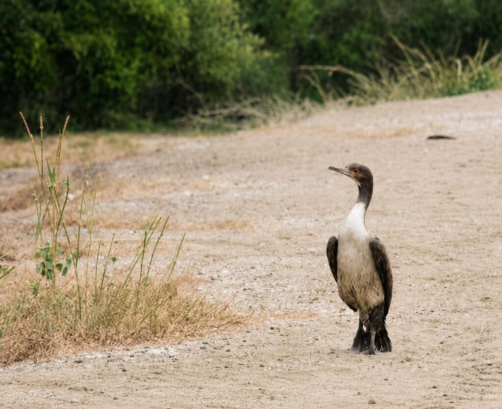 Los cormoranes de Guanay son una de las especies más amenazadas por El Niño. Créditos: cortesía Humberto Bonilla/iNaturalist