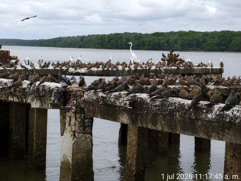 Gaviotines inca en la Reserva Ecológica Cayapas Mataje, en el norte de la costa ecuatoriana. Créditos: cortesía Juan Pablo Garrido