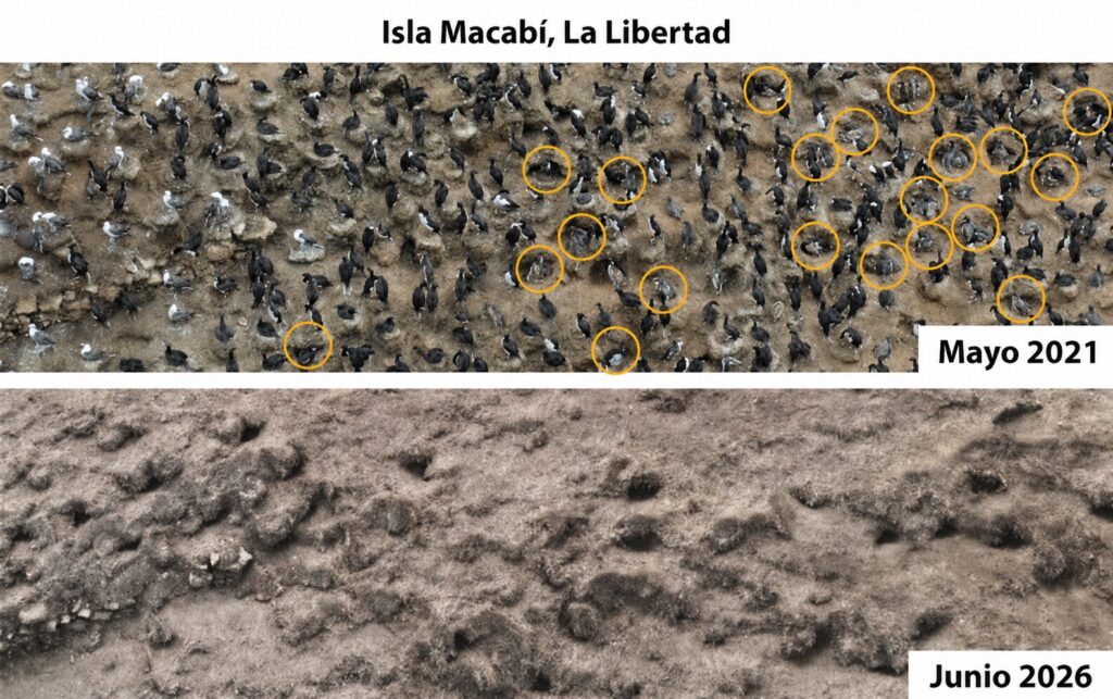En la isla Macabí, en Perú, donde en 2021 encontraron más de 2000 pingüinos de Humboldt, ahora contabilizaron tres. Créditos: cortesía Sebastián Lozano-Sanllehi/Unidad de Investigación en Ecología y Conservación de Aves Marinas de la Universidad Científica del Sur