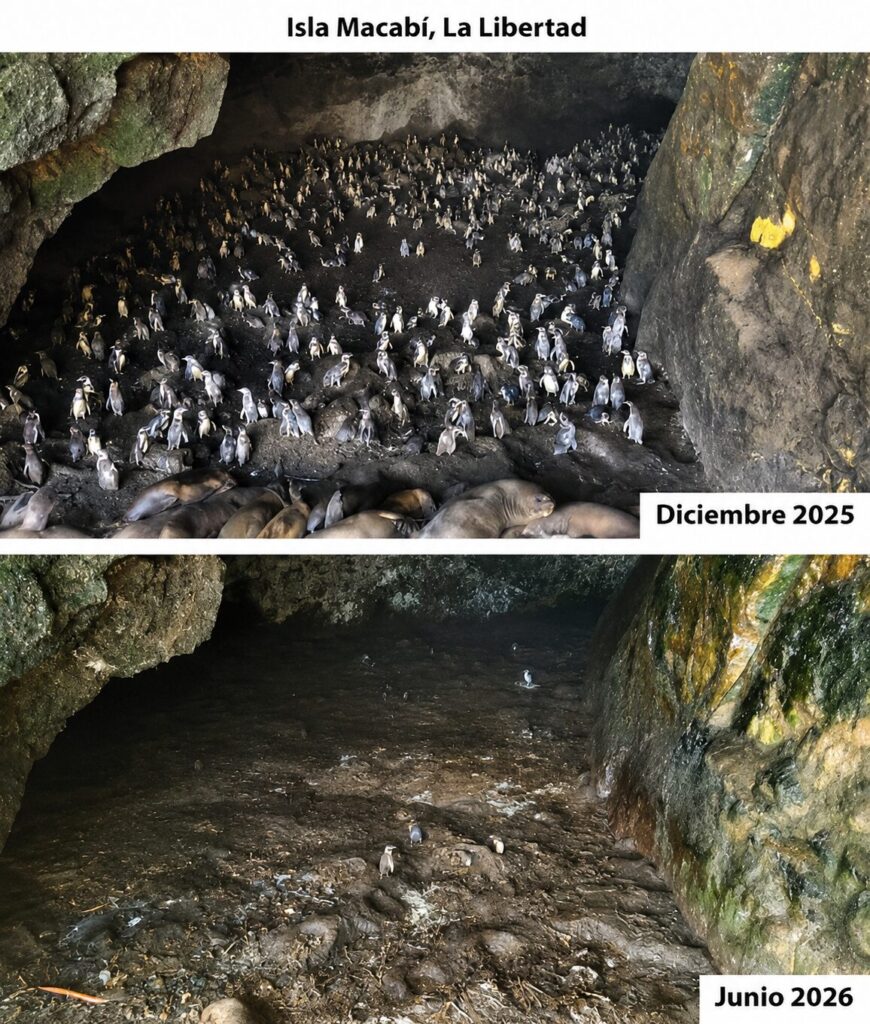 Científicos encontraron casi abandonados los sitios de anidación de los pingüinos de Humboldt. Créditos: cortesía Sebastián Lozano-Sanllehi/Unidad de Investigación en Ecología y Conservación de Aves Marinas de la Universidad Científica del Sur