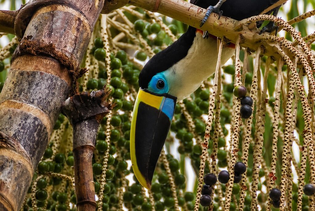 Aves como el tucán de garganta blanca (Ramphastos tucanus), que construye sus nidos en los huecos de árboles altos, ya no pueden encontrarlos para anidar. Créditos: Fernando Flores vía Wikimedia Commons (CC BY-SA 2.0)