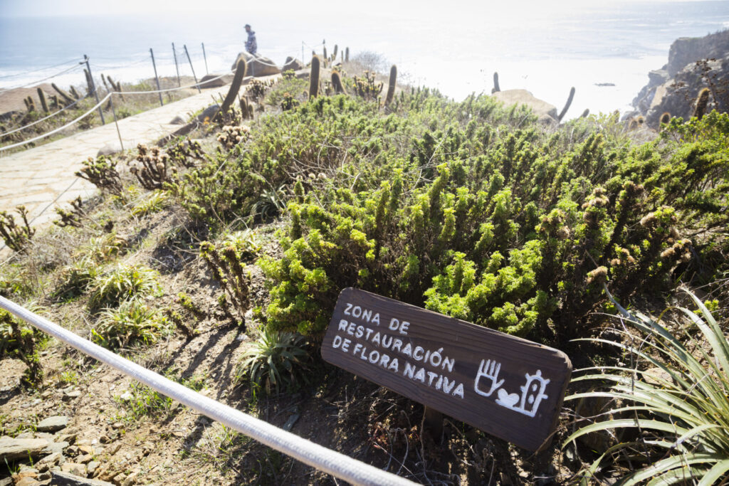 Plan de Restauración Ecológica del Parque Punta de Lobos. Créditos (CC-BY): @ElOtrooscar.
