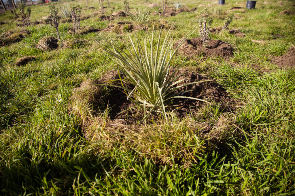 Plan de Restauración Ecológica del Parque Punta de Lobos. Créditos (CC-BY): @ElOtrooscar.