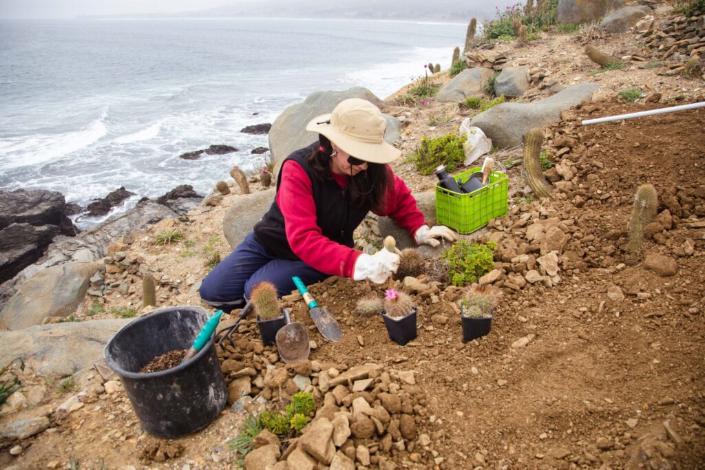 Plan de Restauración Ecológica del Parque Punta de Lobos. Créditos (CC-BY): @ElOtrooscar.