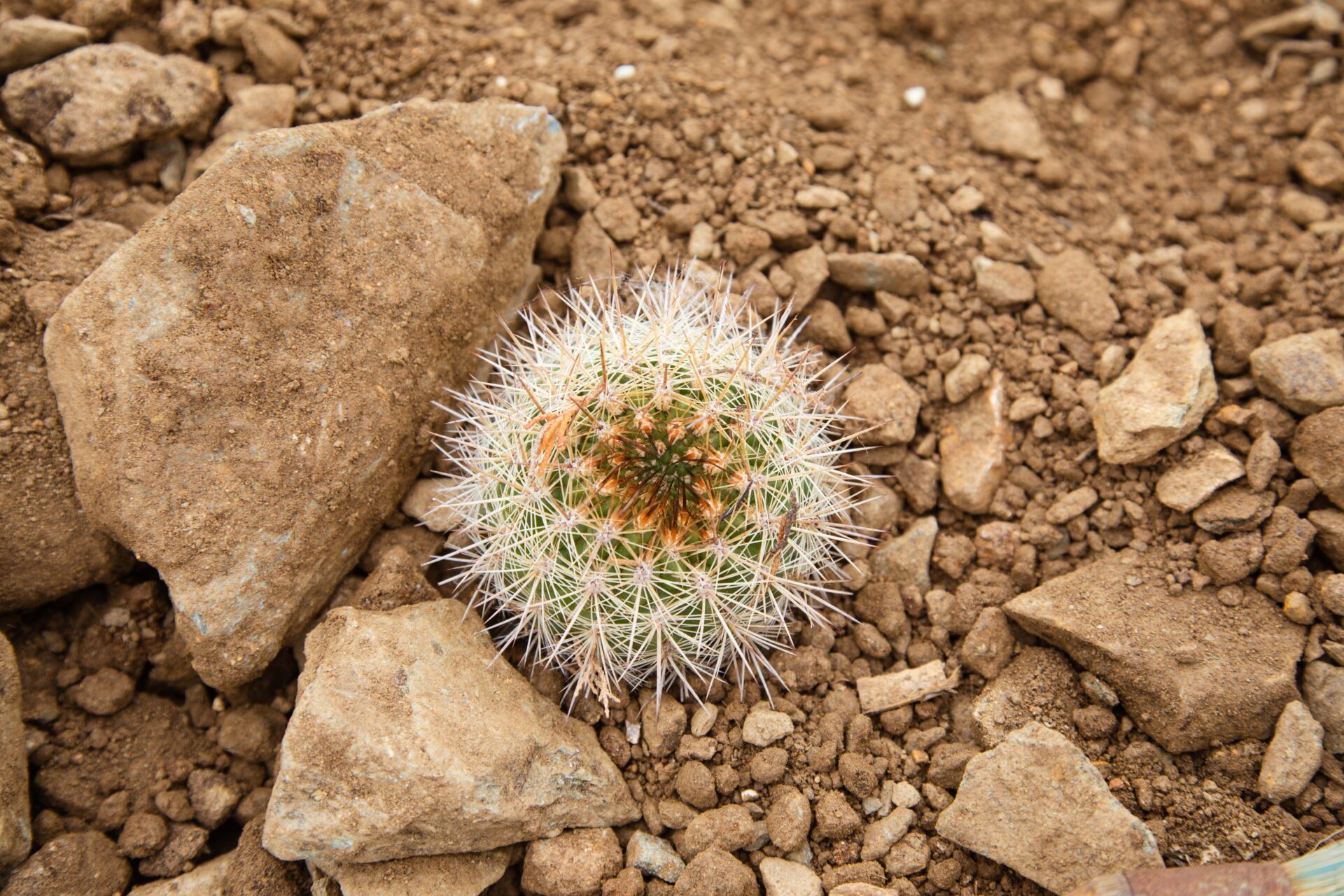 Los arquitectos del desierto costero: El proyecto que busca conservar y restaurar los cactus nativos de Punta de Lobos