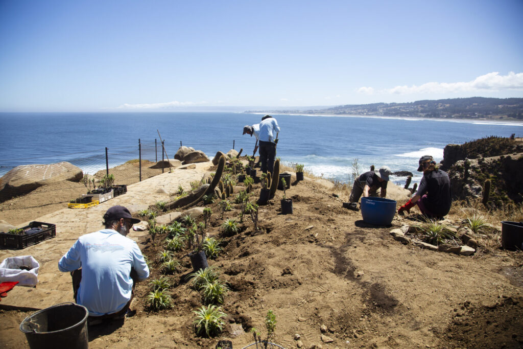 Plan de Restauración Ecológica del Parque Punta de Lobos. Créditos (CC-BY): @ElOtrooscar.
