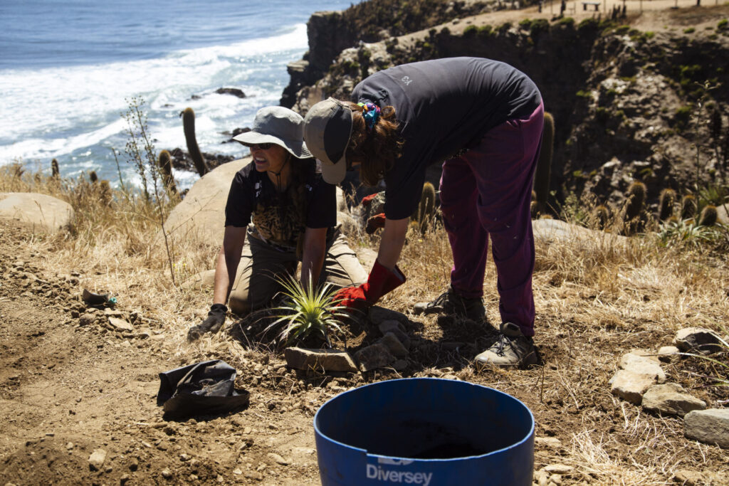 Plan de Restauración Ecológica del Parque Punta de Lobos. Créditos (CC-BY): @ElOtrooscar.