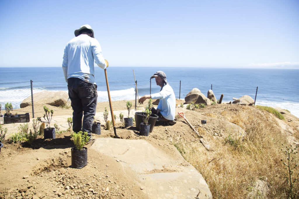 Plan de Restauración Ecológica del Parque Punta de Lobos. Créditos (CC-BY): @ElOtrooscar.