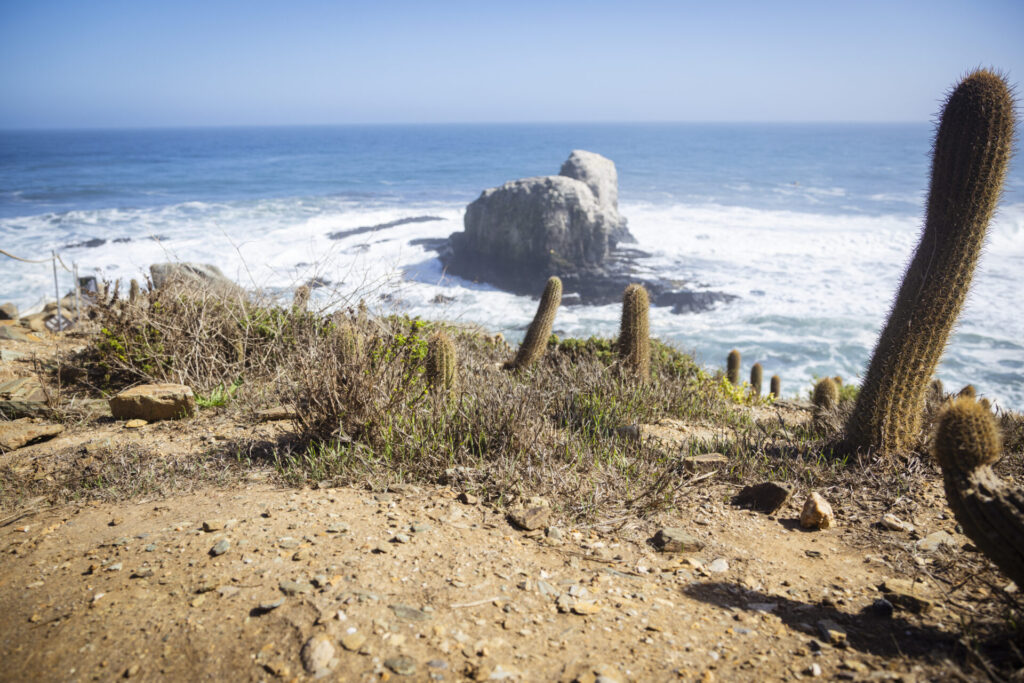 Plan de Restauración Ecológica del Parque Punta de Lobos. Créditos (CC-BY): @ElOtrooscar.