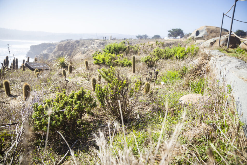 Plan de Restauración Ecológica del Parque Punta de Lobos. Créditos (CC-BY): @ElOtrooscar.