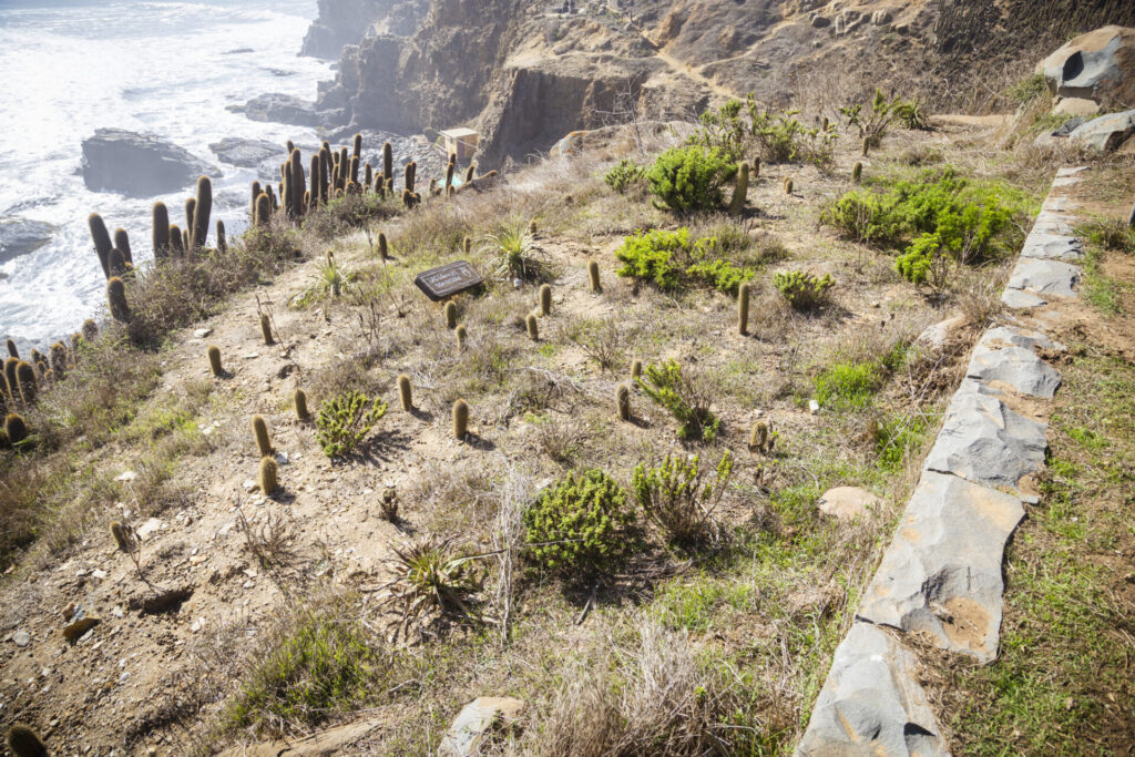 Plan de Restauración Ecológica del Parque Punta de Lobos. Créditos (CC-BY): @ElOtrooscar.
