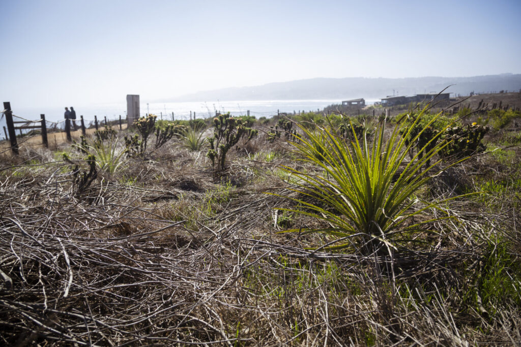 Plan de Restauración Ecológica del Parque Punta de Lobos. Créditos (CC-BY): @ElOtrooscar.
