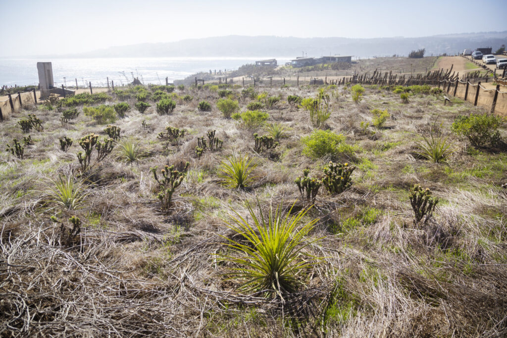 Plan de Restauración Ecológica del Parque Punta de Lobos. Créditos (CC-BY): @ElOtrooscar.