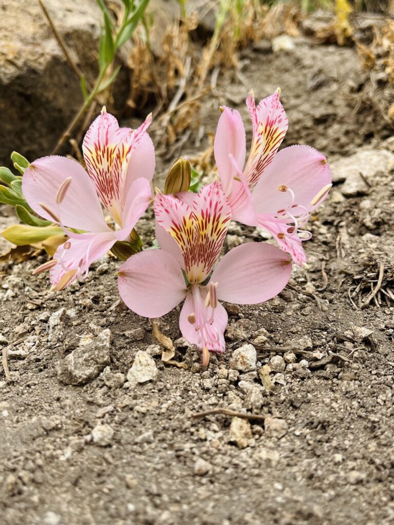 Alstroemeria spp. en Valle Los Cóndores, Alto Maule. Créditos: ©Sol Richards