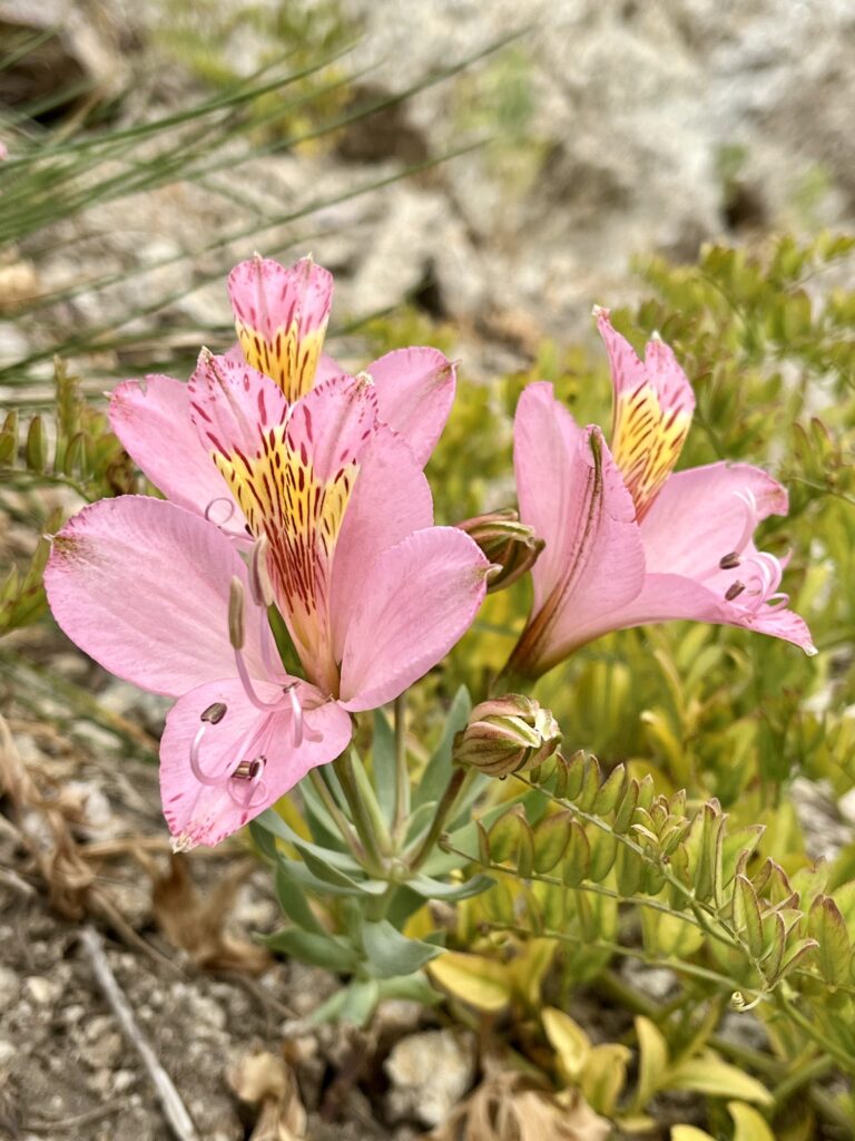 Alstroemeria spp. en Valle Los Cóndores, Alto Maule. Créditos: ©Sol Richards