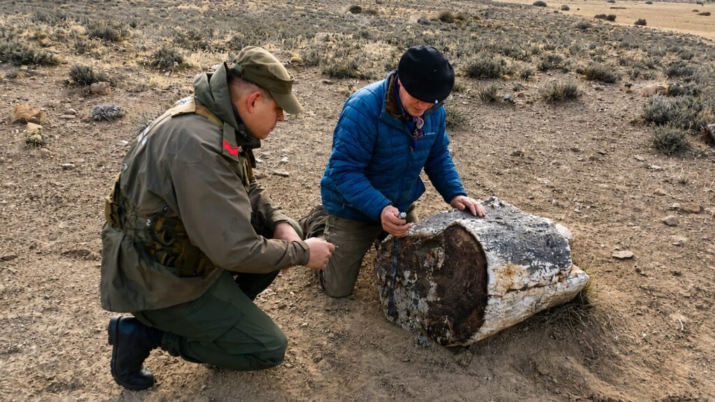 Tres nuevos sitios con bosques petrificados fueron hallados cerca de Pilcaniyeu, en la provincia de Río Negro. Créditos (CC-BY): Gobierno de Río Negro.