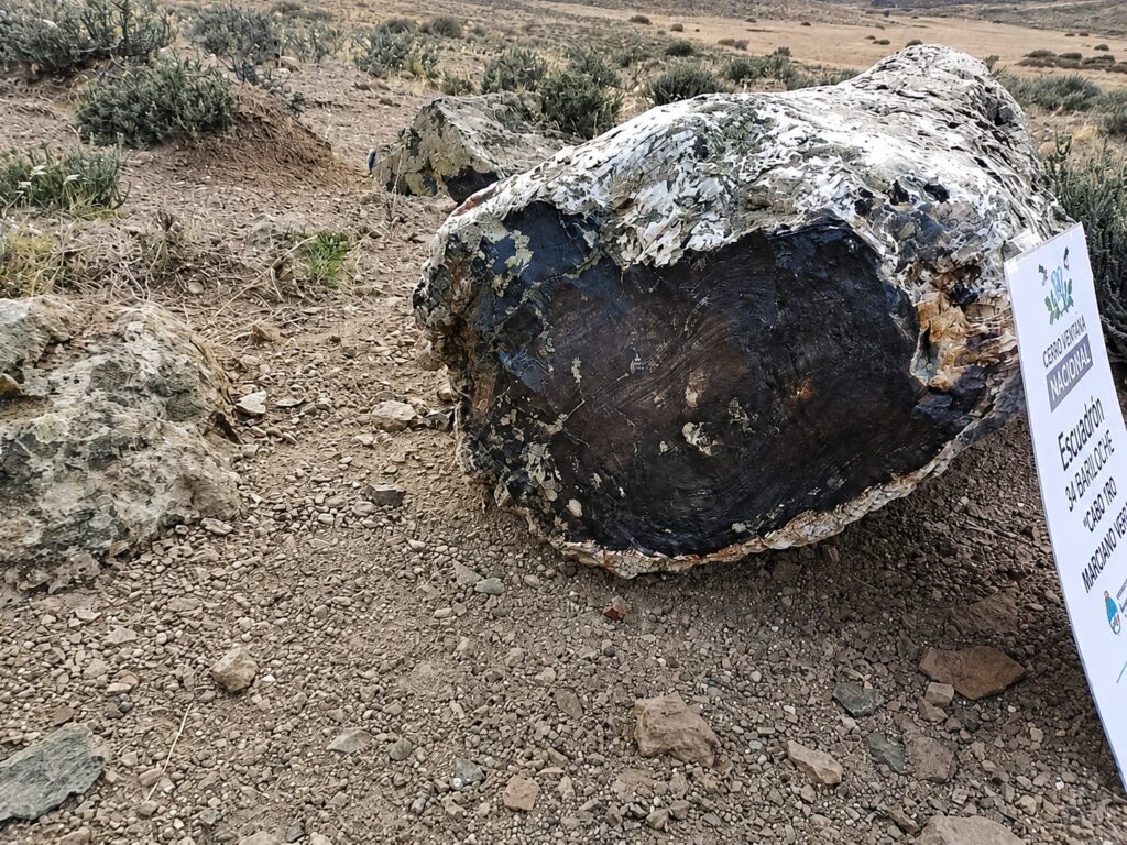 Tres nuevos sitios con bosques petrificados fueron hallados cerca de Pilcaniyeu, en la provincia de Río Negro. Créditos (CC-BY): Gobierno de Río Negro.