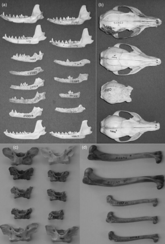 Comparación de tamaños zorro enano de Cozumel vs. zorro gris (continental)
Créditos: Gompper, Petrites, Lyman (2006), Journal of Zoology.