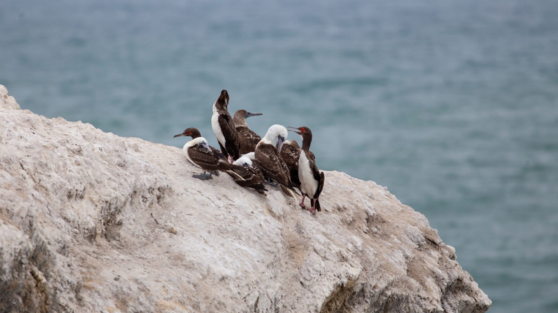 Aves marinas muertas y nidos abandonados: la emergencia que deja El Niño en Ecuador y Perú