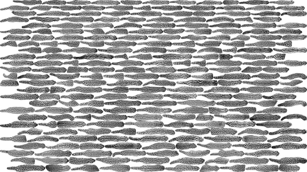 Collage de imágenes editadas de güiñas tomadas durante el estudio, que muestra la variedad de patrones en sus lomos. Según los investigadores, esta técnica podría utilizarse para otras especies de felinos pequeños. Créditos: cortesía Thomas Kramer
