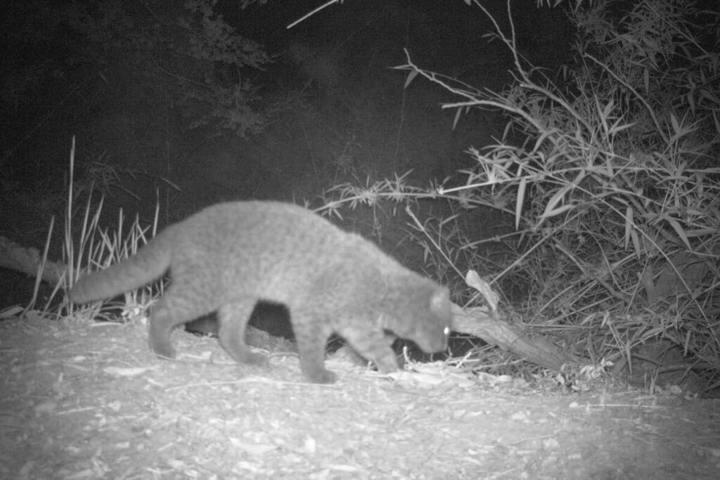 Identificar a los ejemplares de güiña melánica es difícil, ya que sus manchas únicas quedan ocultas. Gálvez afirma que usar un flash blanco, en lugar del flash infrarrojo utilizado durante el estudio, podría iluminar las marcas del lomo con mayor claridad. Créditos: cortesía Nicholas Gálvez