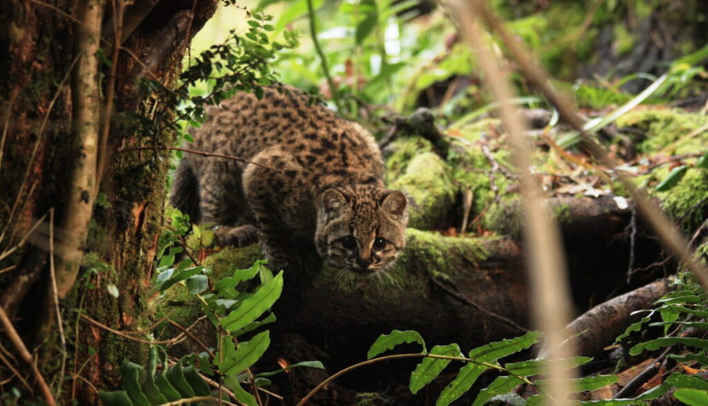 La güiña es enigmático hasta en su maullido. El sonido captado por Joel Sartore, fotógrafo de National Geographic en Fauna Andina, una reserva chilena de rehabilitación y cría, parece una mezcla entre pájaro y gato. Créditos: Jerry Laker