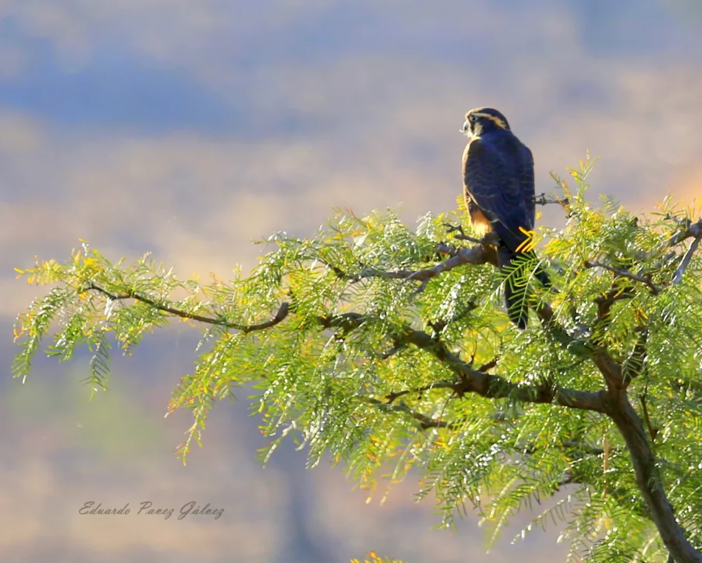 Halcón perdiguero (Falco femoralis). Créditos: cortesía de Eduardo Pavez