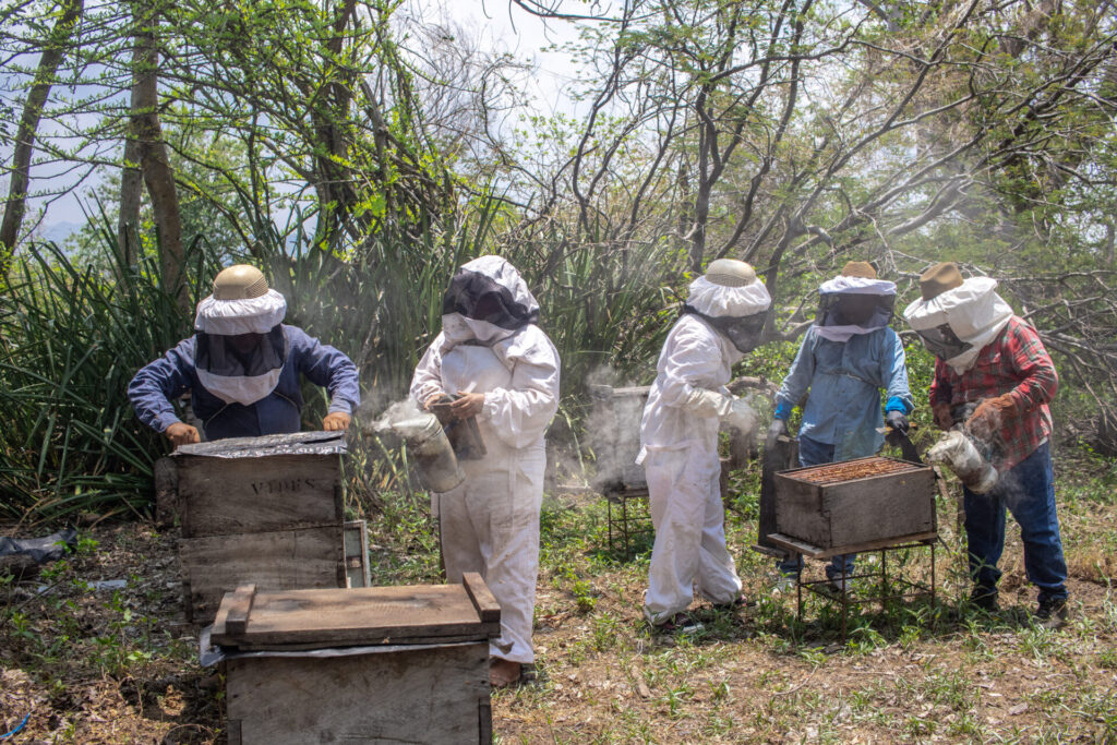 Luego de perder más de la mitad de sus colmenas por las torrenciales lluvias de inicios de año, los miembros de la cooperativa comunitaria El Mango están dispuestos a invertir parte de sus recursos para recuperar lo perdido. Son los únicos sobrevivientes de la iniciativa de miel de manglar. Créditos: Jorge Rodríguez.