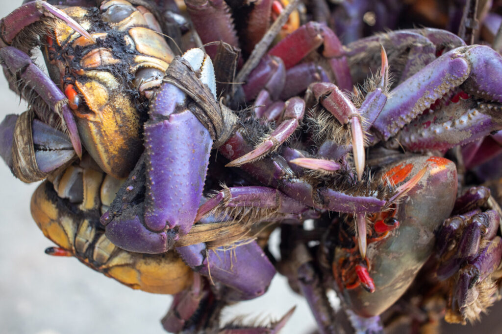 La pesca del cangrejo punche (Ucides occidentalis) y el cangrejo azul (Cardisoma crassum) es vital para la subsistencia de las comunidades de Barra de Santiago. Las iniciativas comunitarias respaldadas por instituciones nacionales e internacionales lograron consolidar una cultura de consumo sostenible. Créditos: Jorge Rodríguez.