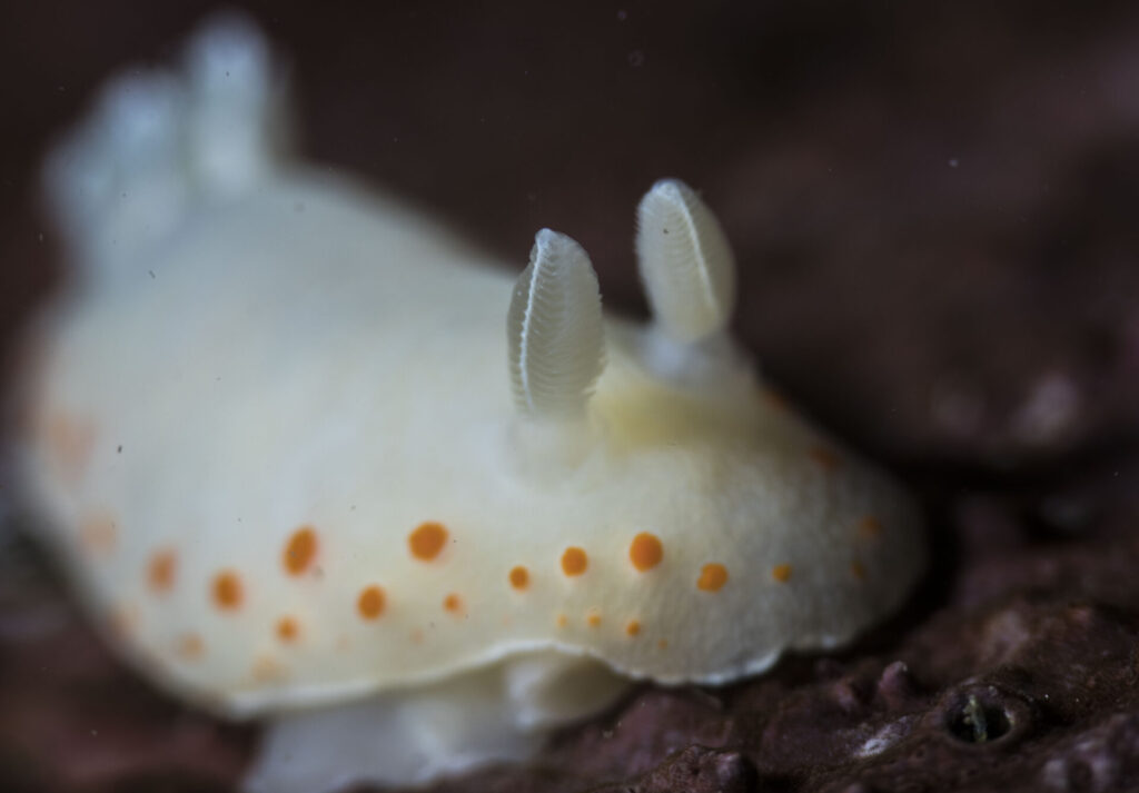 Bailarina con motas naranjas (Tyrinna nobilis). Créditos: © Mauricio Altamirano @mauricio.altamiranoo @chomesub_expediciones