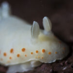 Bailarina con motas naranjas (Tyrinna nobilis). Créditos: © Mauricio Altamirano @mauricio.altamiranoo @chomesub_expediciones