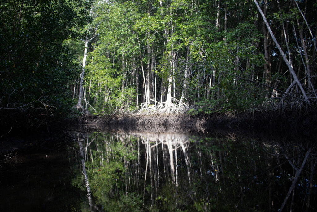 En la Barra de Santiago se registran seis especies de manglar. El mangle rojo (Rhizophora mangle), que florece entre junio y octubre de cada año, es el más abundante y del que las abejas extraen la mayor cantidad de néctar para la miel. Créditos: Jorge Rodríguez.