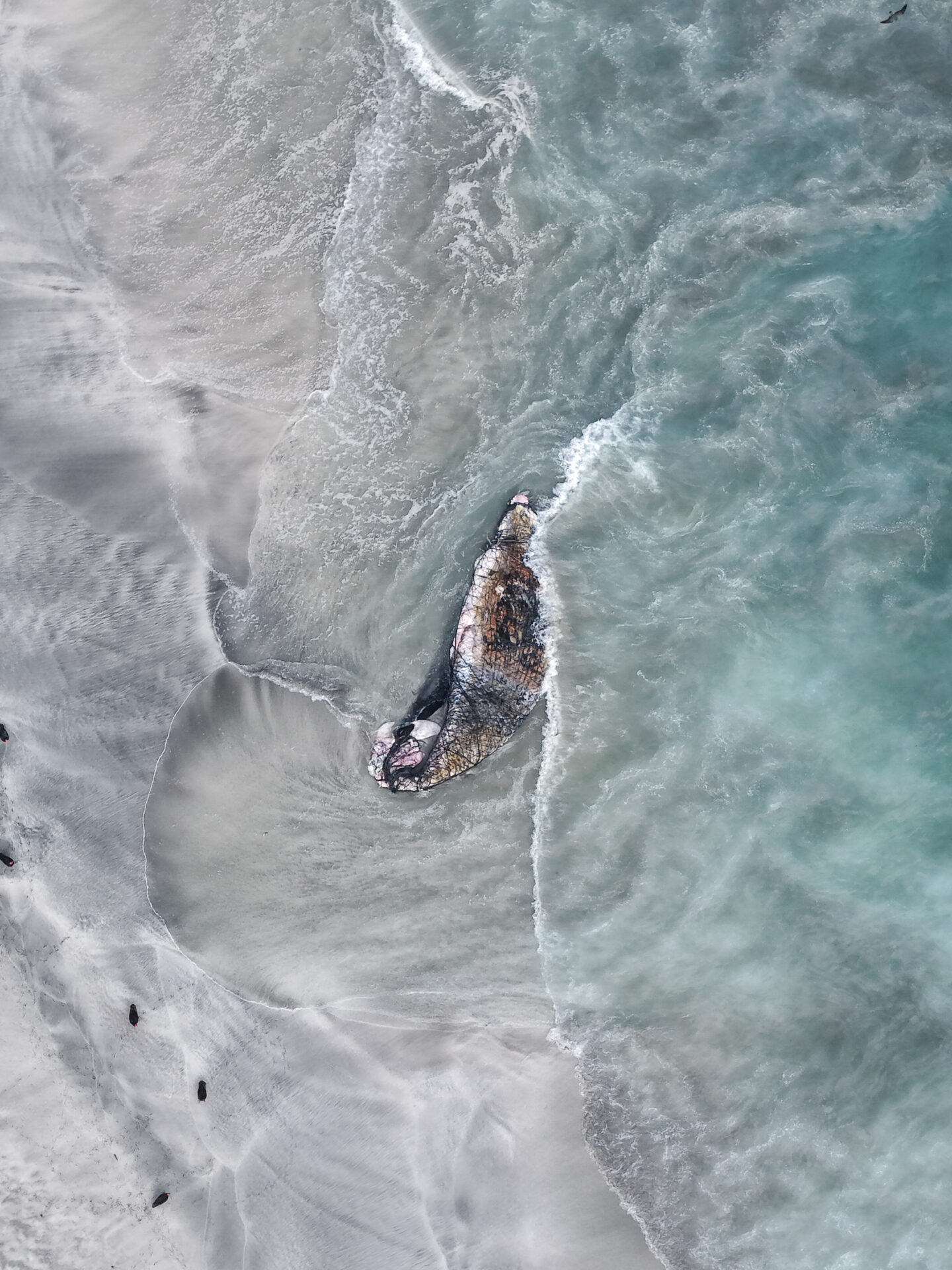 WWF Chile llamó a investigar y reforzar la prevención tras la muerte de una ballena jorobada enmallada en el Balneario Hornitos