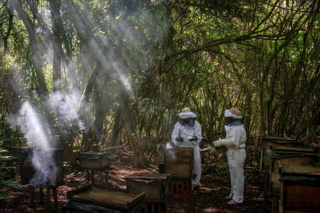  Además de comercializarla, algunas familias la utilizan como remedio tradicional. Líderes comunitarios consideran que una mayor investigación e inversión podrían convertir este producto en una nueva oportunidad económica vinculada a la conservación del manglar. Créditos: Jorge Rodríguez.
