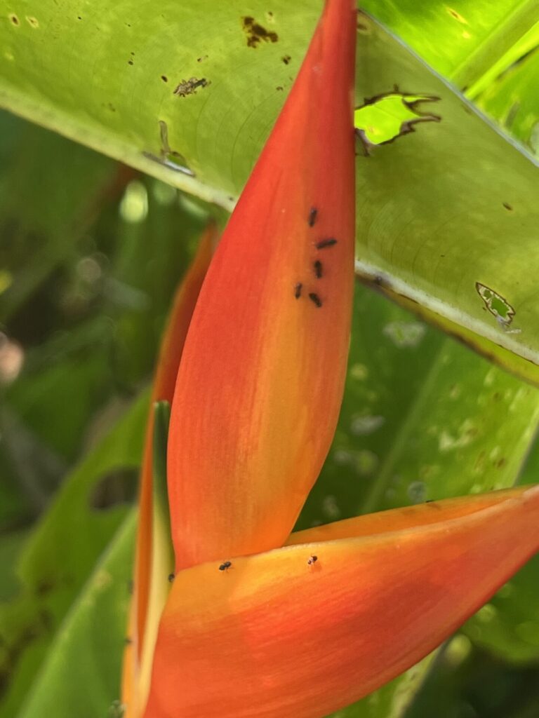 Heliconia. Lo que parece una flor grande y colorida son en realidad brácteas modificadas que protegen a las verdaderas flores pequeñas en su interior. Cortesía: Julieta Benítez Malvido