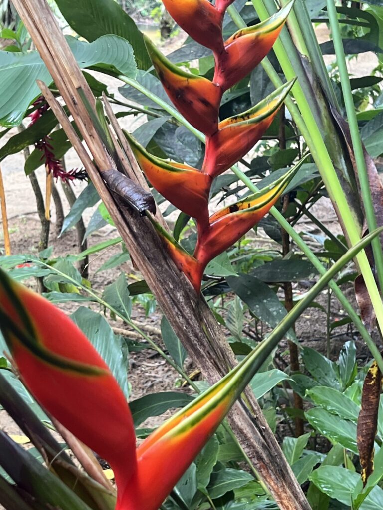 Heliconia, conocida comúnmente como platanillo o ave del paraíso falsa, una planta tropical originaria de América Central y del Sur. Cortesía: Julieta Benítez Malvido