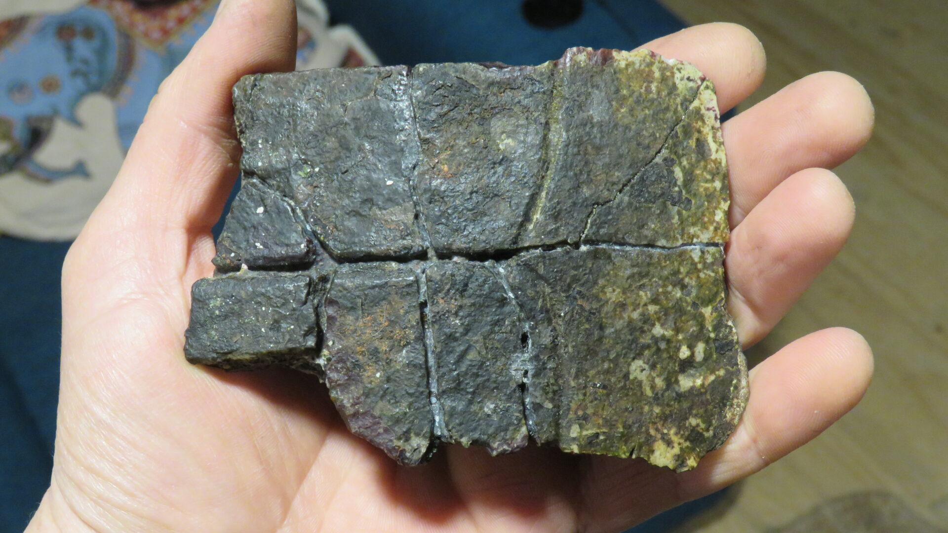 Hallazgo histórico en Algarrobo: descubren los primeros fósiles de tortugas marinas del Eoceno en el Pacífico chileno
