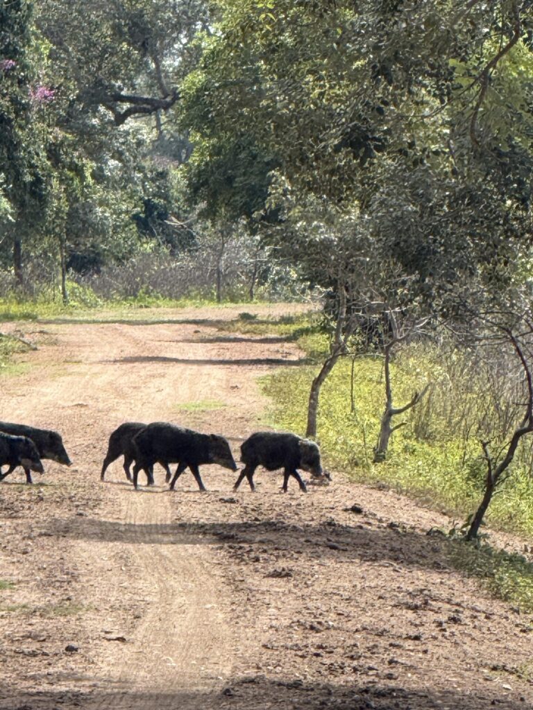 El pecarí de collar (Dicotyles tajacu), conocido localmente como jabalí o cerdo de monte, habita ampliamente en Chiapas, especialmente en la Selva Lacandona, la Reserva de la Biosfera Montes Azules y áreas circundantes. Cortesía: Julieta Benítez Malvido.