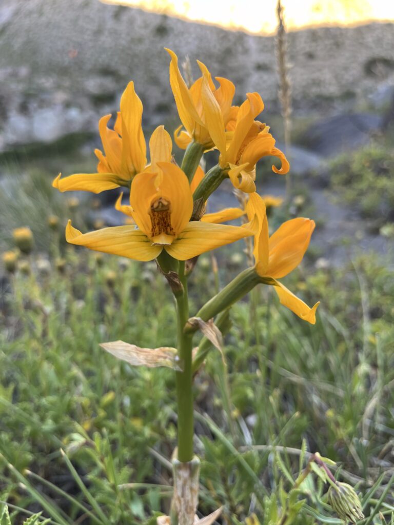 Orchidaceae spp. en Valle Los Cóndores, Alto Maule. Créditos: ©Sol Richards