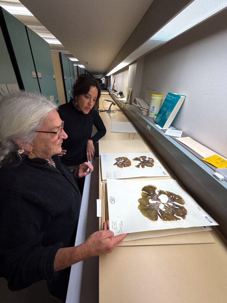 Javiera Gutierrez, Directora de ADLA y Kathy Ann Miller, revisando las Algas herborizadas por Sylvia Earle de Juan Fernandez. Créditos: Fotografías de la colección del University Herbarium, UC Berkeley.